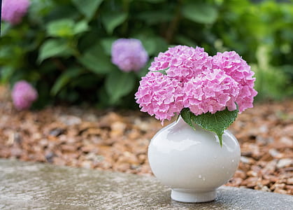 pink flowers on white ceramic vase thumbnail