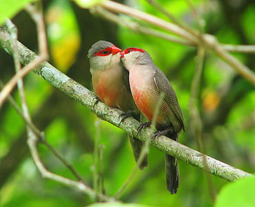 selective focus photo of two birds perching on tree branch thumbnail