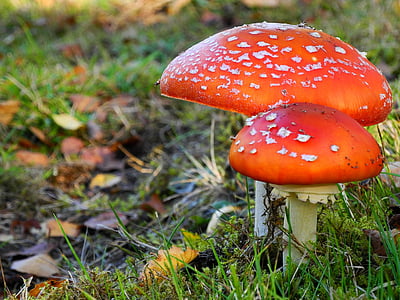 two red mushrooms surrounded with green grass thumbnail