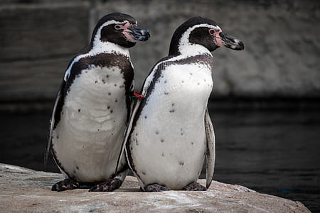two white penguins standing on rock thumbnail