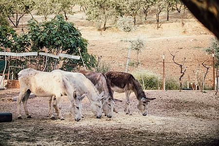 Two White and Two Brown Donkeys Near Plants thumbnail