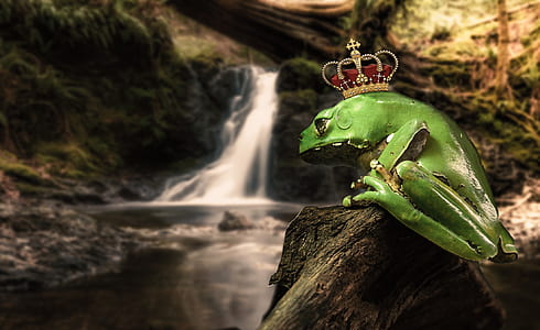 green tode on brown rock near waterfalls thumbnail