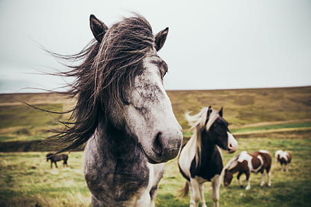 Iceland Farm Horse Photo thumbnail