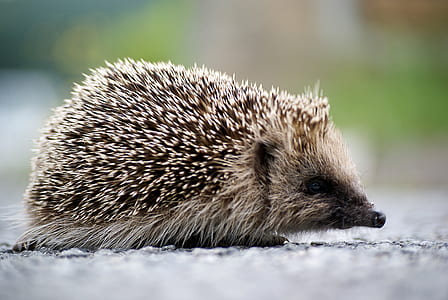 selective focus of hedgehog thumbnail