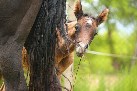 photography of brown pony at daytime thumbnail