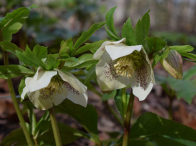 White Hellebore, White Lenten Rose thumbnail