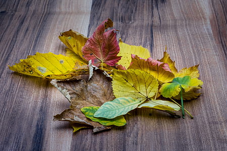 close-up photography of assorted-color maple leaves thumbnail