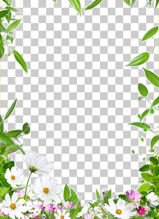 Frame Drawing Ceiling, Flower Border, white and pink cosmos flower illustration PNG clipart