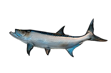 gray fish with white background thumbnail
