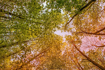 worm's eye view of trees thumbnail