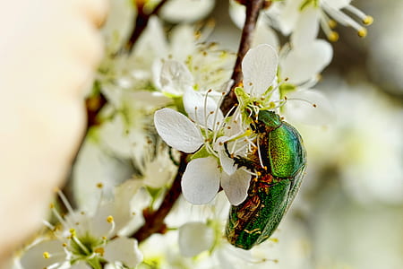 selective focus photography of Cotinis nitida perched on white petaled flower thumbnail