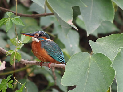 green and brown bird on tree branch thumbnail