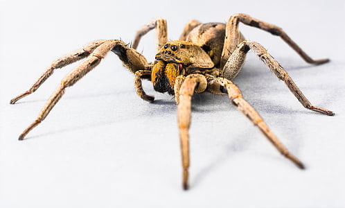 selective focus photography of brown spider thumbnail