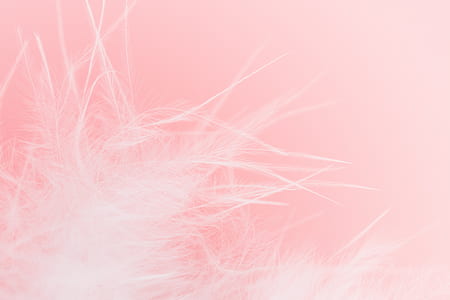 white feather thumbnail