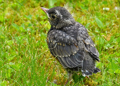 selective focus photography of fledgling American robin thumbnail