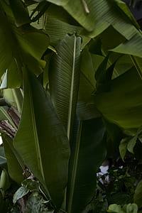 green leaf plant thumbnail