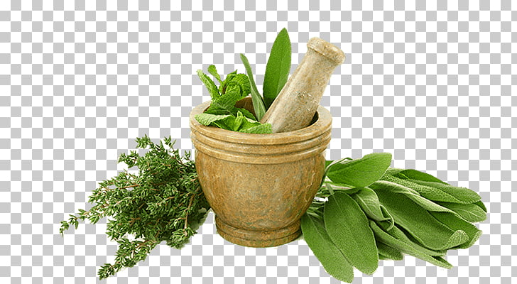 Herb Fed Poultry Eating Food Indian Cuisine Herb Drawing Png Clipart Free Cliparts Uihere