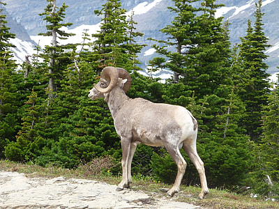 Montana, Glacier National Park thumbnail