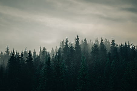 bird's eye view of forest with fog thumbnail