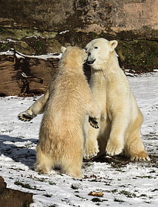 two white polar bears thumbnail