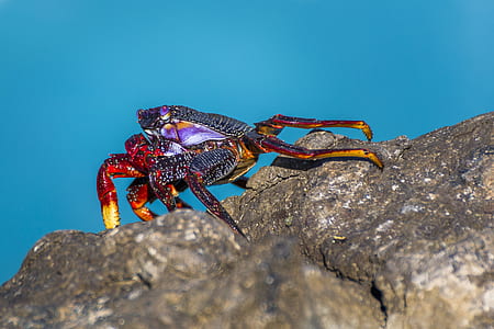 black and red crab on brown rock formation thumbnail