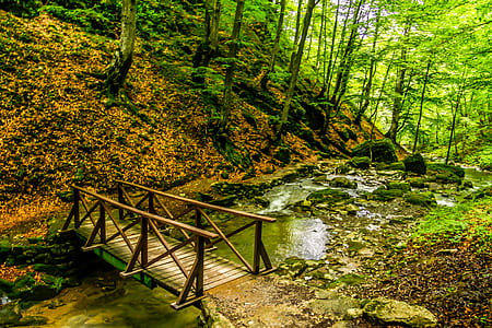 brown wooden bridge surrounded by forest thumbnail