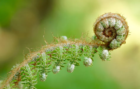 shallow focus photography of green and white plant thumbnail