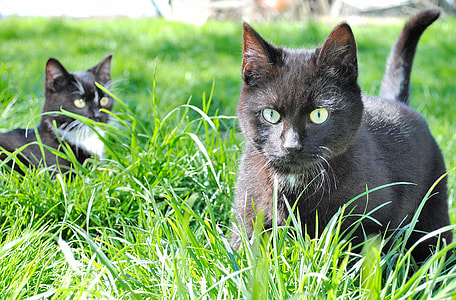 tuxedo cats on grass field during daytime thumbnail