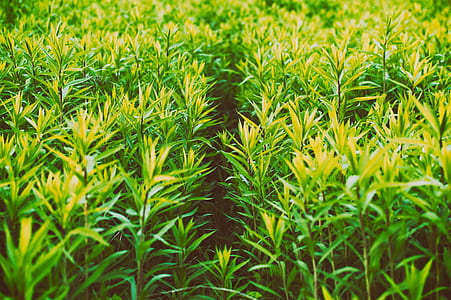 green leafed plants thumbnail