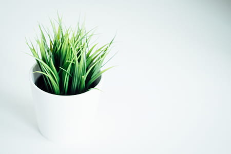 green plant on white pot thumbnail