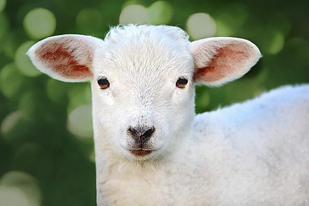 closeup photo of lamb thumbnail