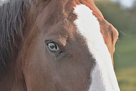 closeup photo of horse eye thumbnail