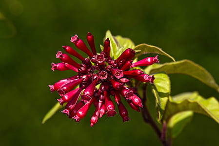 macro shot photography of red flower thumbnail