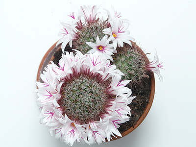 flat lay photography of white and pink petaled flower in pot thumbnail