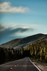 road between tall green trees thumbnail