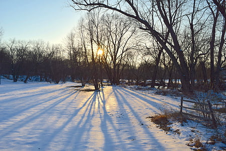black tree during winter thumbnail