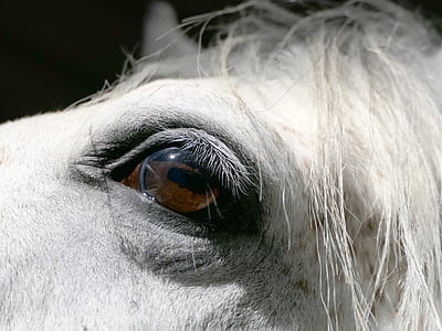 macro shot photography of horse thumbnail