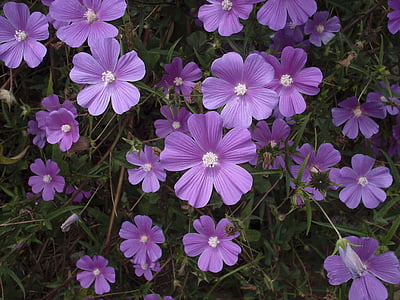 purple petaled flowers thumbnail