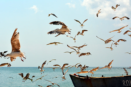flock of brown birds flying on sky thumbnail