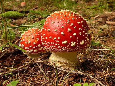 two red with white spike studded mushrooms thumbnail