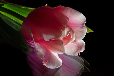 shallow focus photo of pink and white flower thumbnail