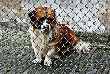 long-coated white and brown dog beside cyclone fence thumbnail