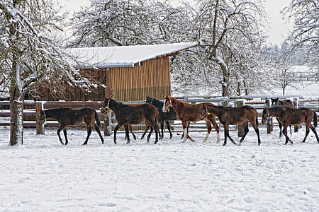 herd of horse near wooden fence thumbnail