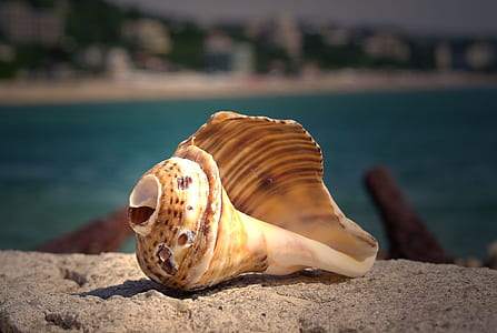 seashell on gray surface thumbnail