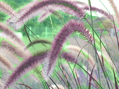 purple grass flower thumbnail