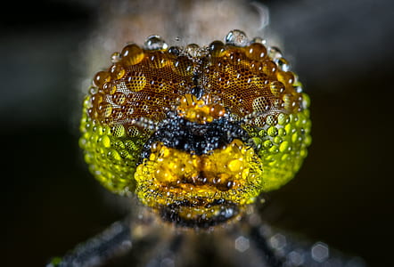 micro photography of inscent thumbnail