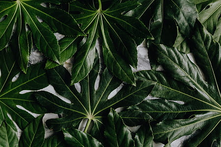 Aralia Leaves thumbnail
