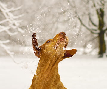 dog looking above on snowfield thumbnail