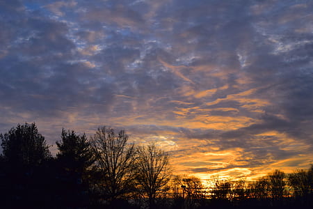 silhouette of trees during sunset thumbnail
