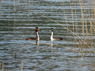 Great Crested Grebe, Podiceps Cristatus thumbnail